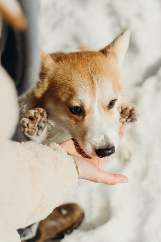 15 Interesting Facts About Dogs' Paws