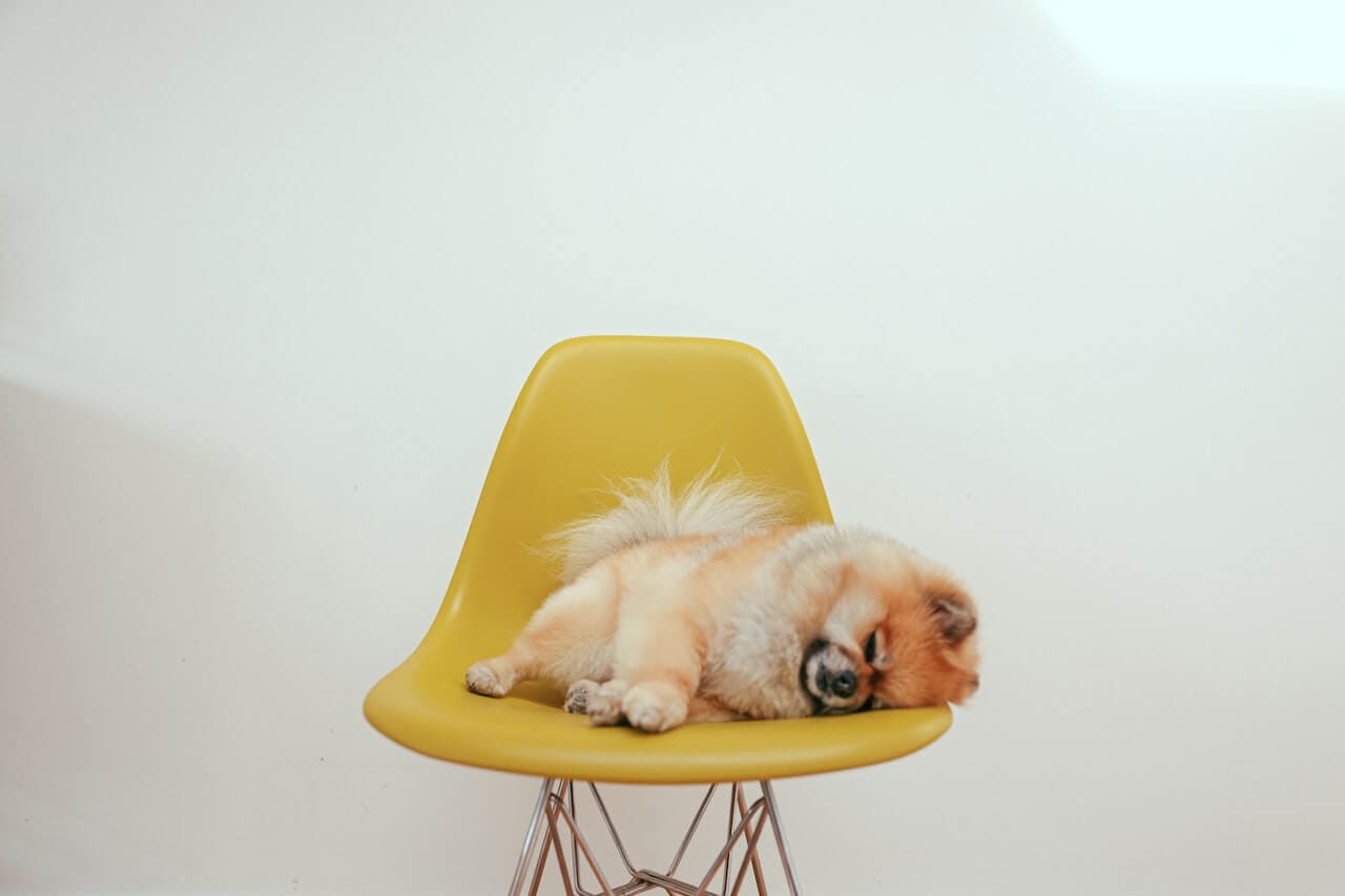 20+ Fascinating Facts About Dogs Sleep That You Didn't Know