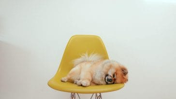 Facts about dogs sleep