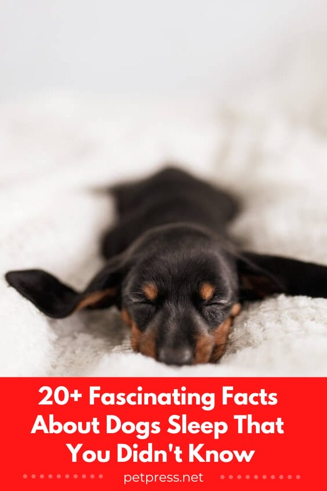 Facts about dogs sleep