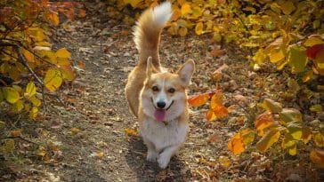 Facts about dogs tail