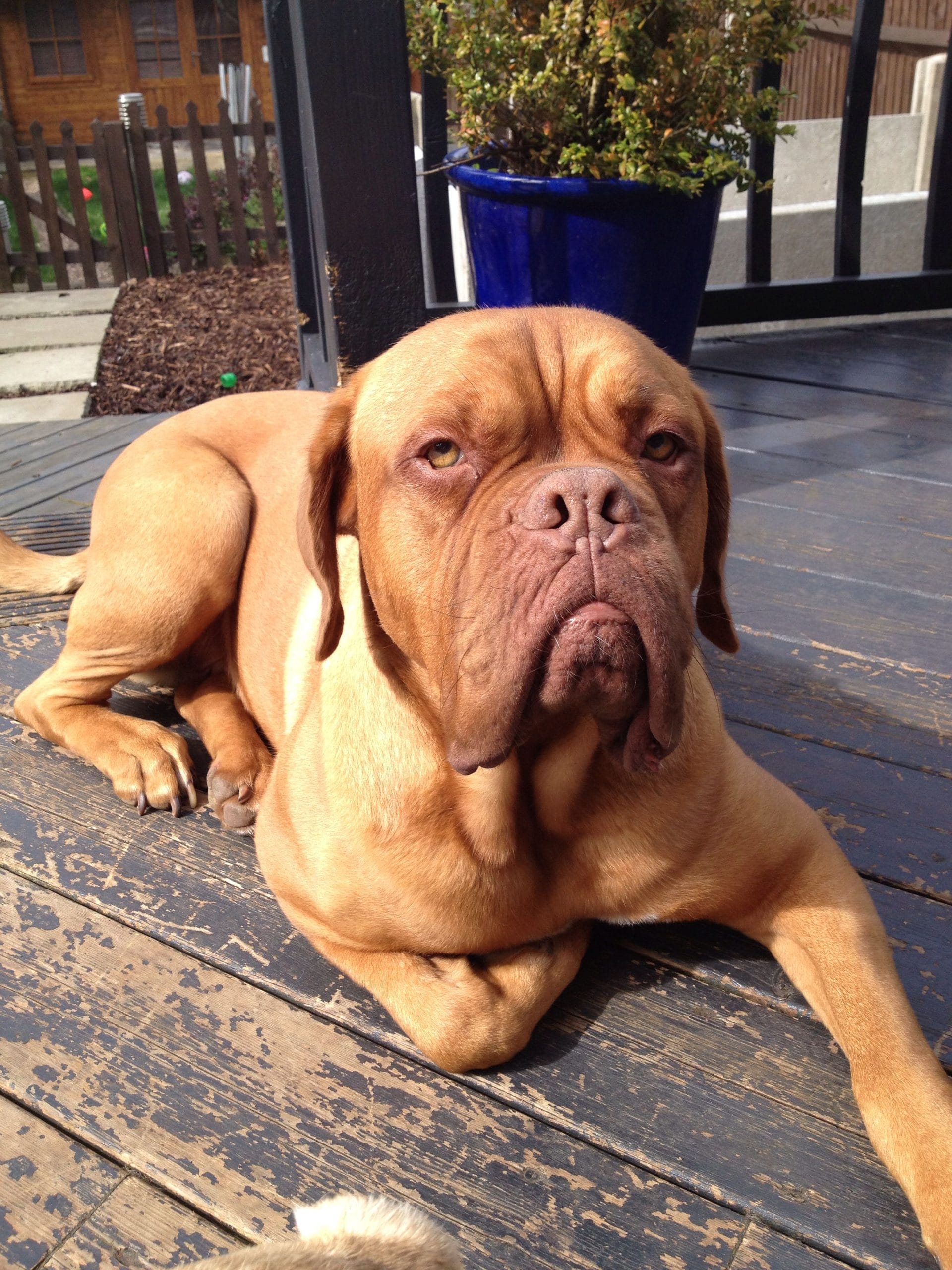 French Mastiff