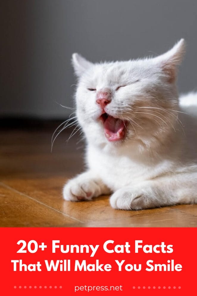 20+ Funny Cat Facts That Will Make You Smile