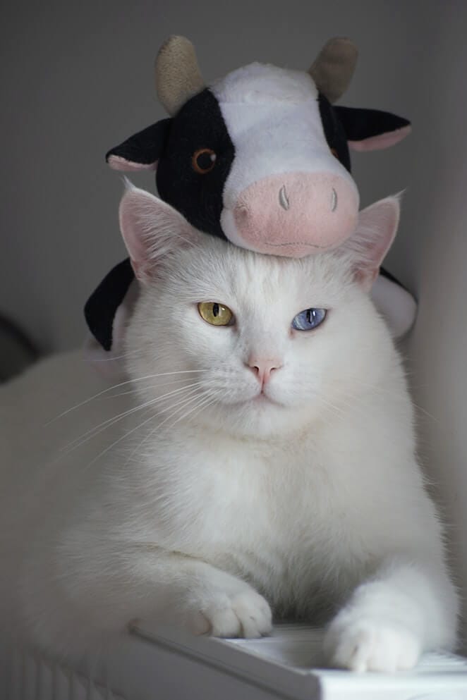 20+ Funny Cat Facts That Will Make You Smile