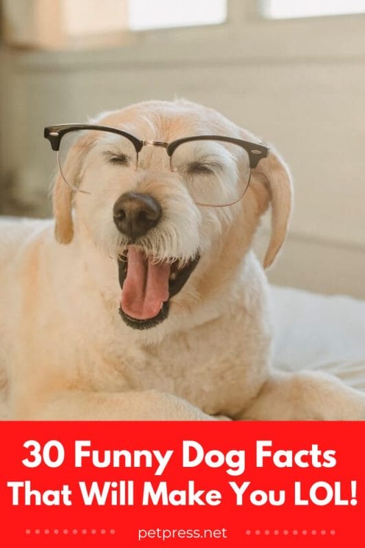 30 Funny Dog Facts That Will Make You LOL!