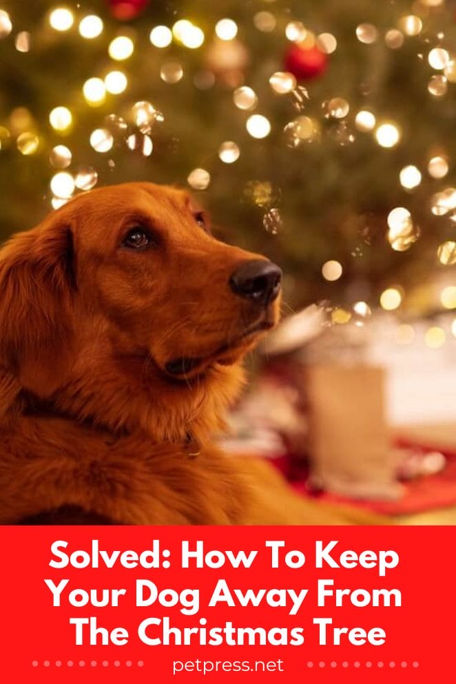How to keep your dog away from the Christmas Tree