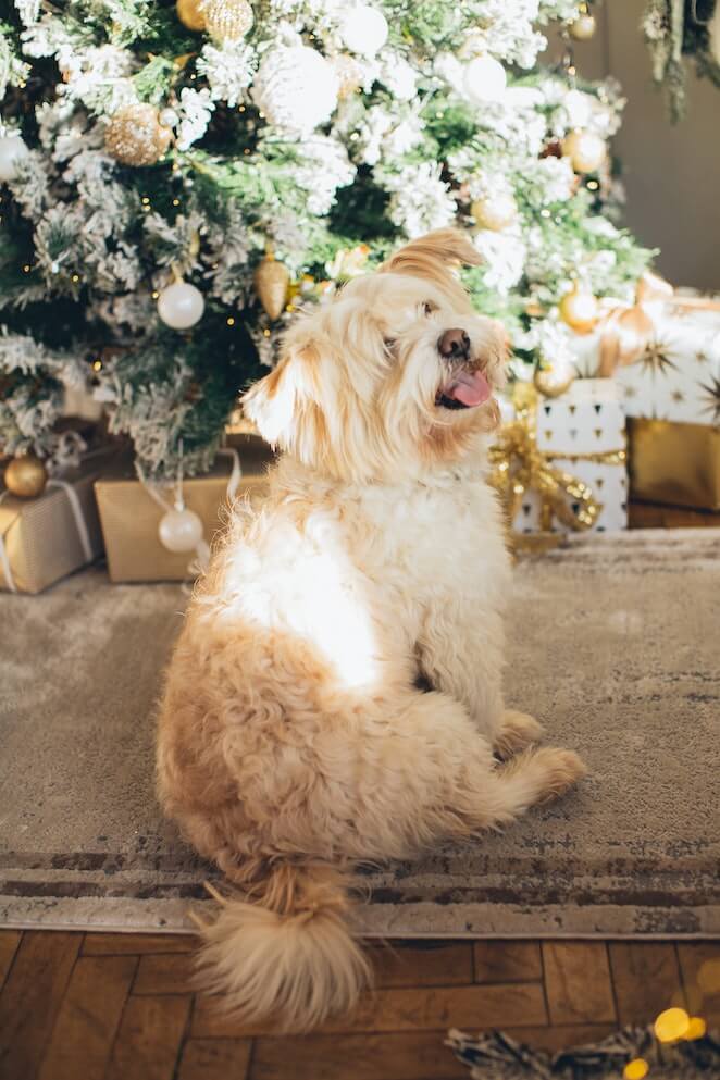 How to keep your dog away from the Christmas Tree