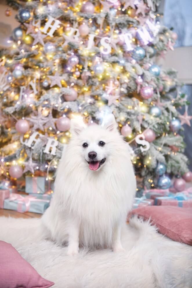 How to keep your dog away from the Christmas Tree