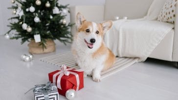 How to keep your dog safe at Christmas