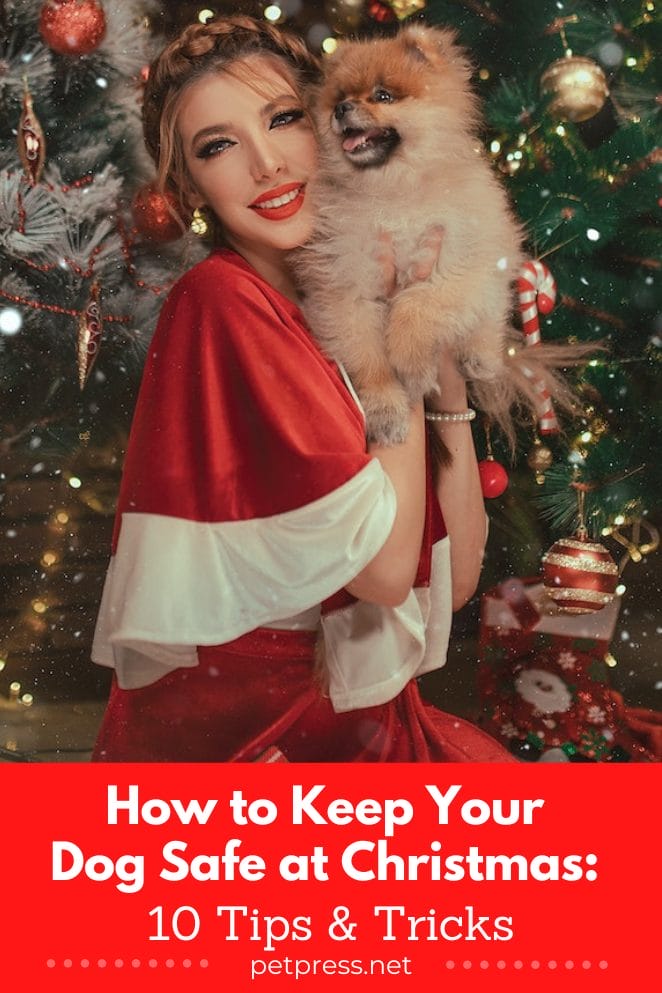 How to keep your dog safe at Christmas