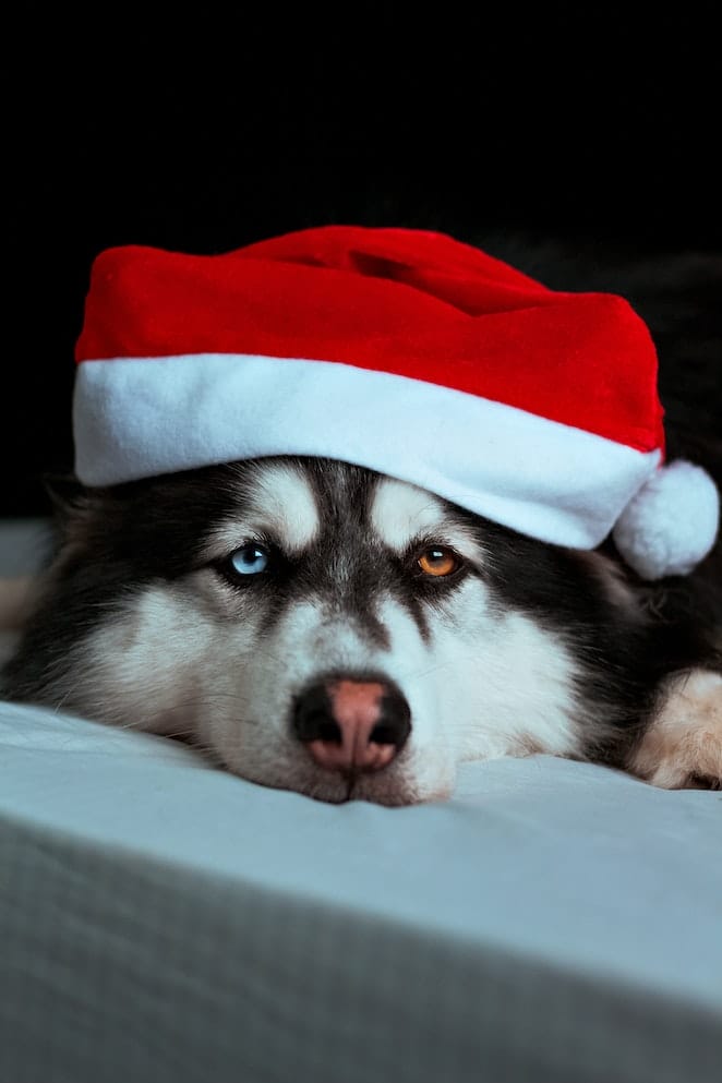 How to keep your dog safe at Christmas