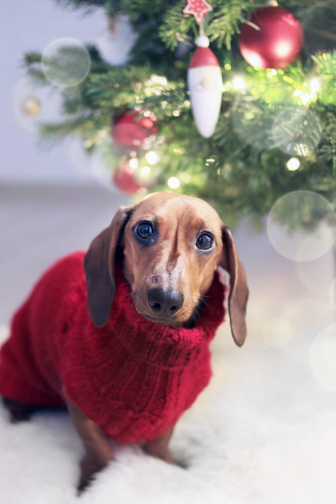 How to keep your dog safe at Christmas