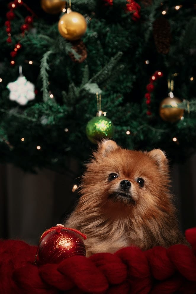 How to keep your dog safe at Christmas