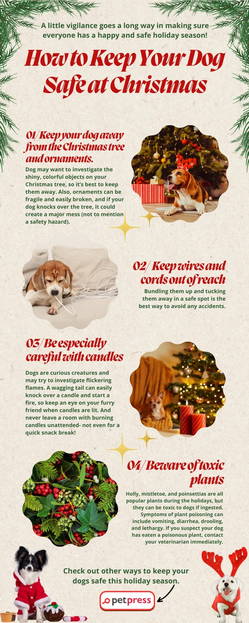 How to keep your dog safe on Christmas