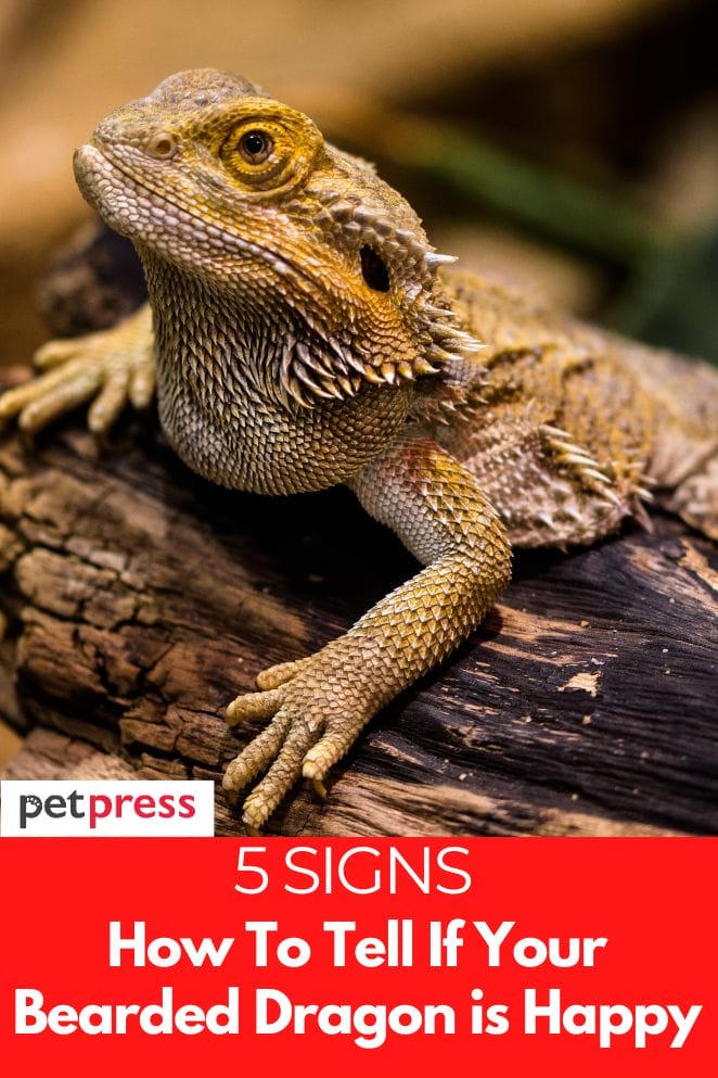 How to tell if your bearded dragon is happy
