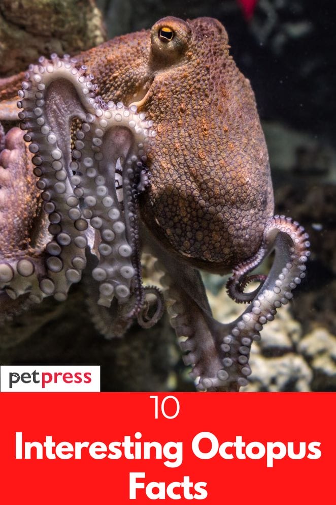 Interesting octopus facts
