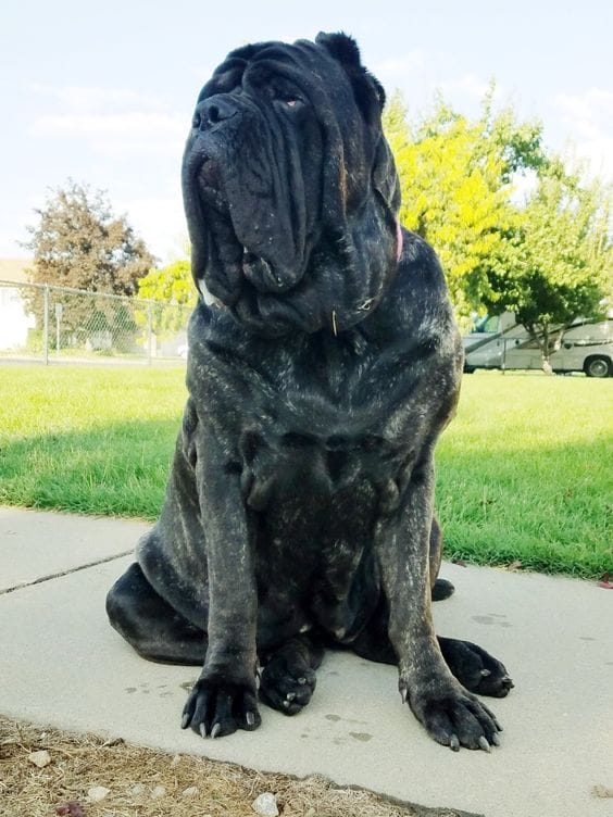 Molossus Mastiff