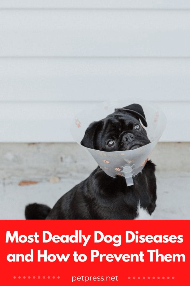 10 Most Deadly Dog Diseases and How to Prevent Them