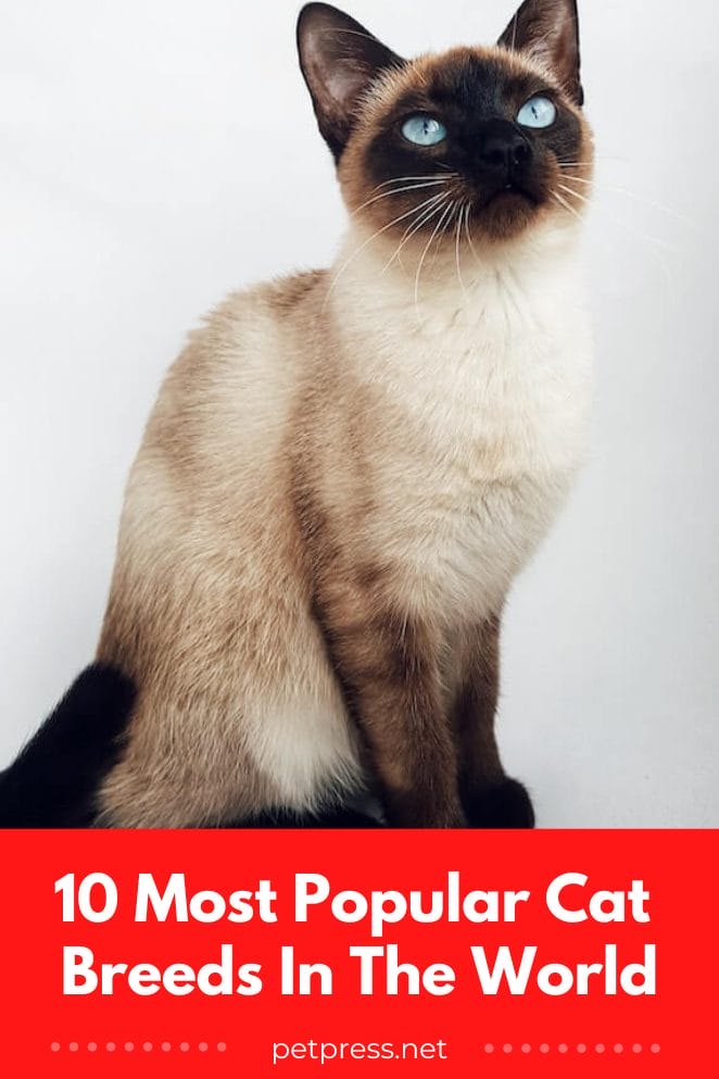 Most popular cat breeds