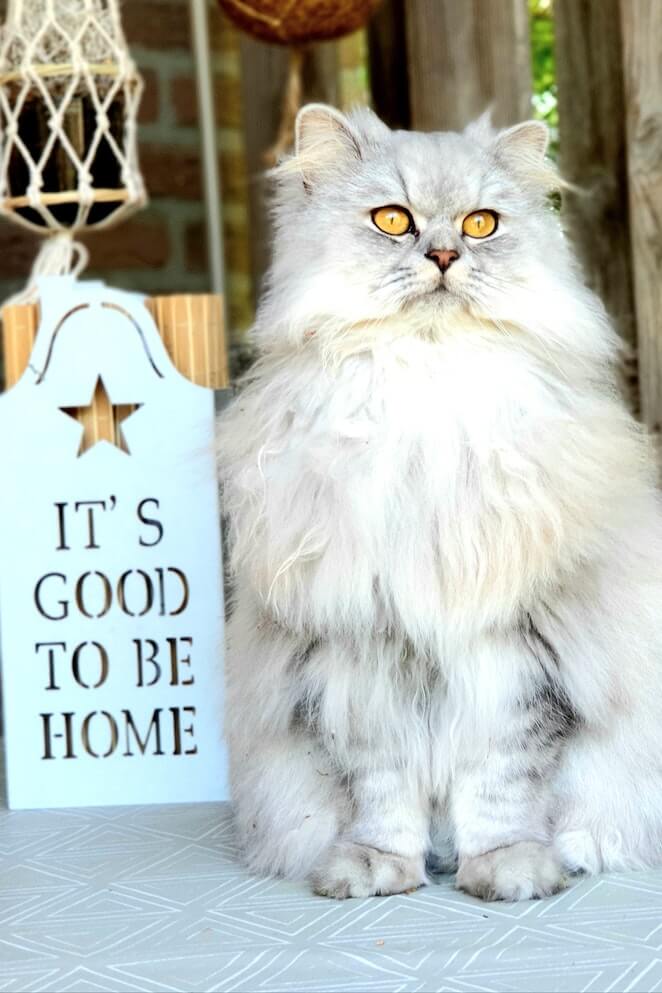 10 Most Popular Cat Breeds In The World