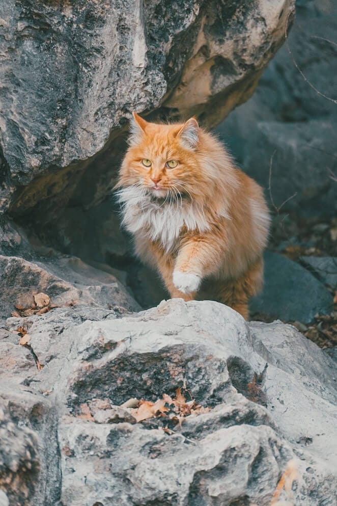10 Most Popular Cat Breeds In The World