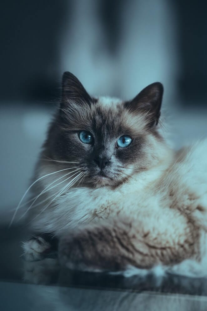 10 Most Popular Cat Breeds In The World