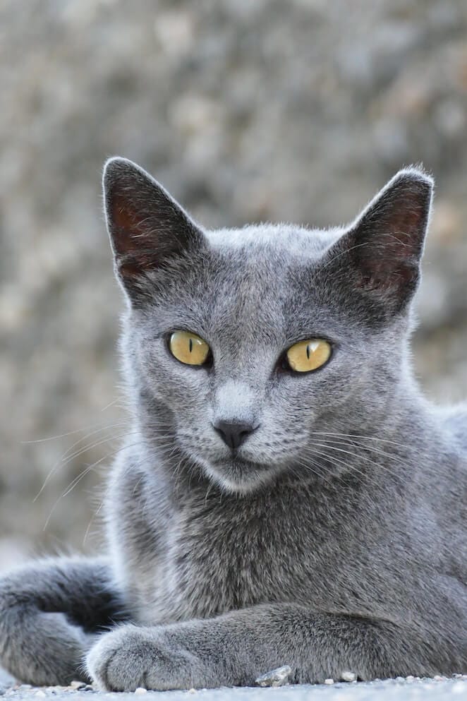 10 Most Popular Cat Breeds In The World