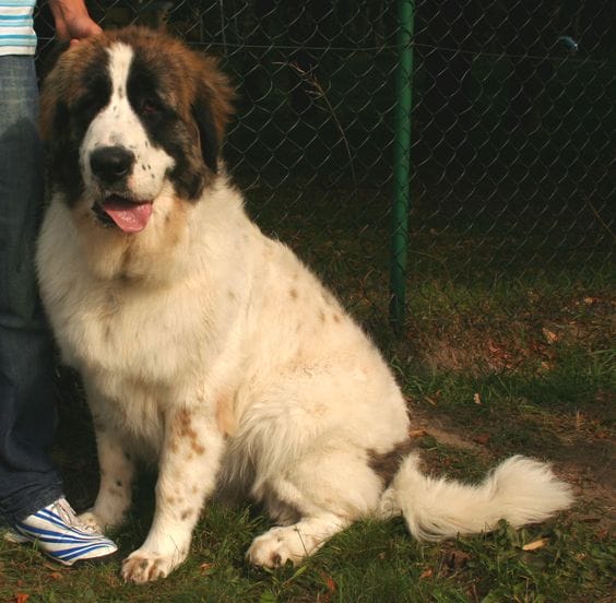 Pyrenean Mastiff