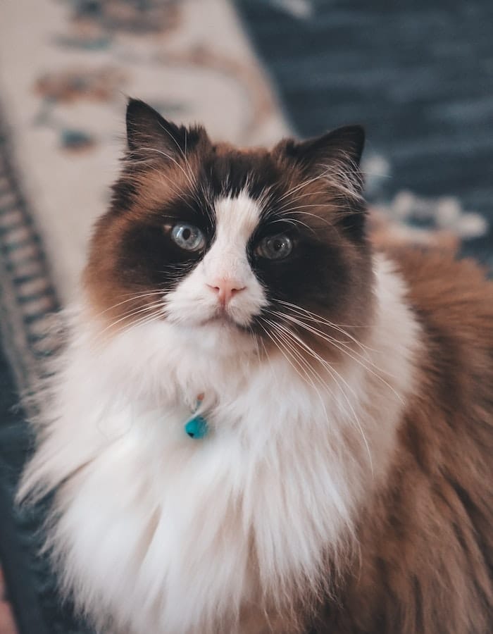 Top 10 Prettiest Cat Breeds in the World That Are Beautiful