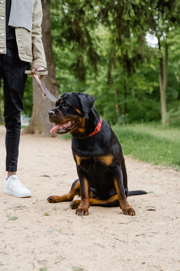 Rottweiler Mastiff