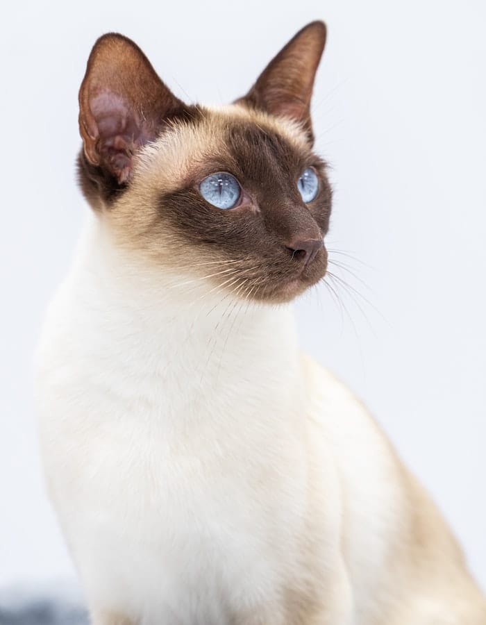 Siamese