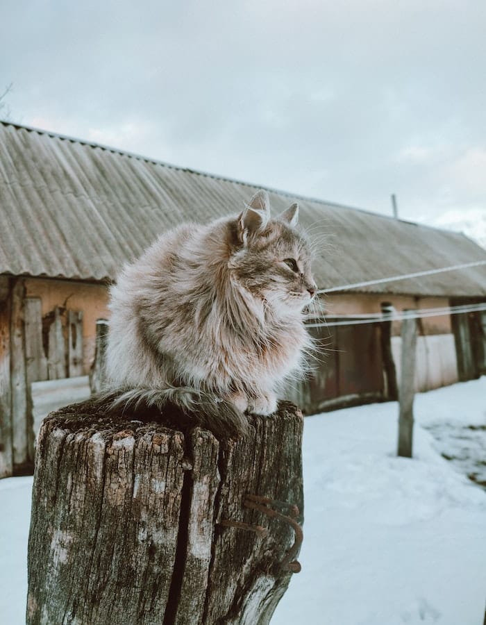 Siberian