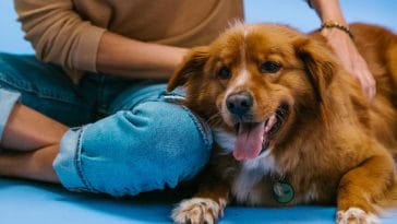 Things to stop doing to your dog