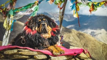 Tibetan Mastiff