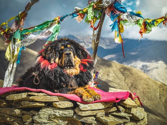 Tibetan Mastiff