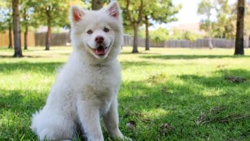 Top signs that your dog is happy
