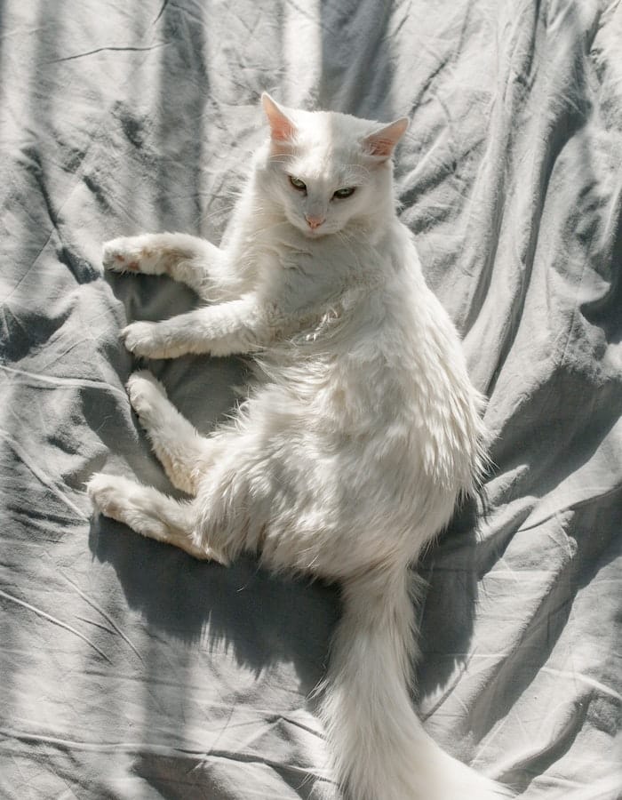 Turkish Angora