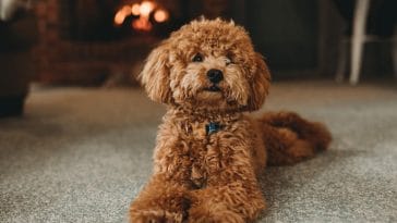 Types of poodle breed