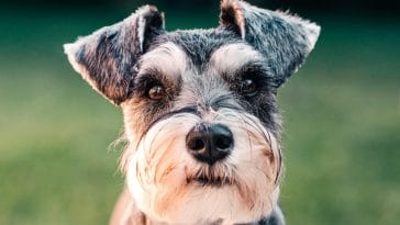 Types of terrier breed