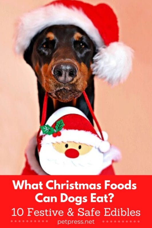 What Christmas Foods Can Dogs Eat? 10 Festive & Safe Edibles
