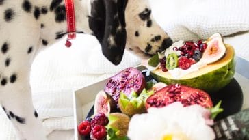 What Christmas foods can dogs eat
