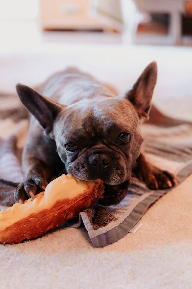 What Christmas foods can dogs eat