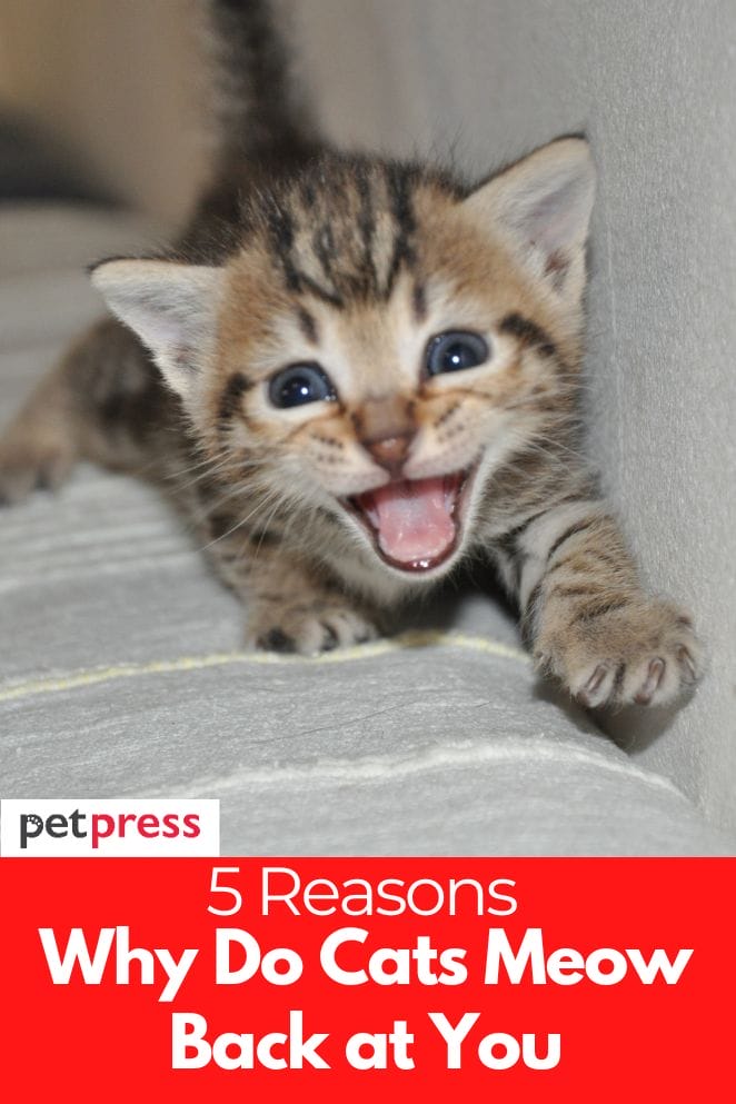 5 Common Reasons Why Do Cats Meow Back at You