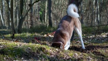 Why do dogs bury bones