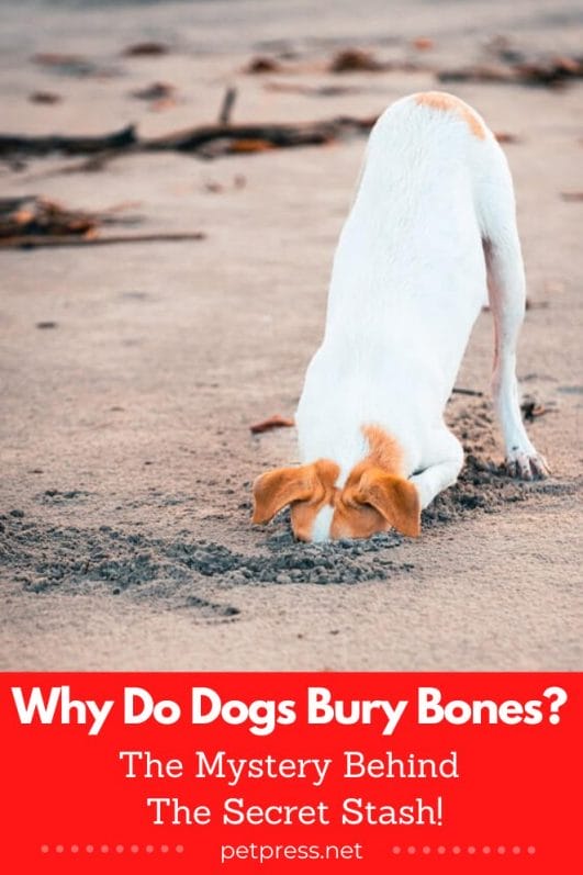 Why Do Dogs Bury Bones? The Mystery Behind The Secret Stash!