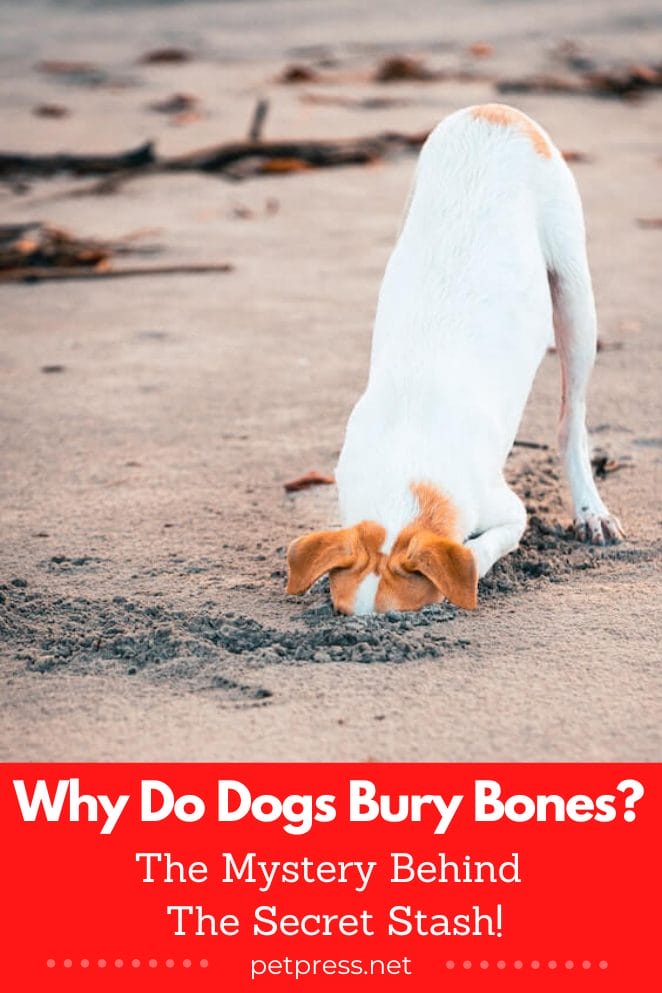 Why Do Dogs Bury Bones? The Mystery Behind The Secret Stash!