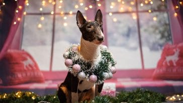 Why dogs love Christmas