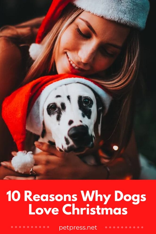 Why dogs love Christmas