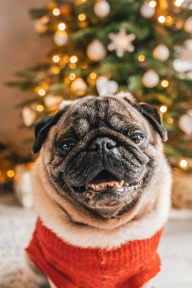 Why dogs love Christmas
