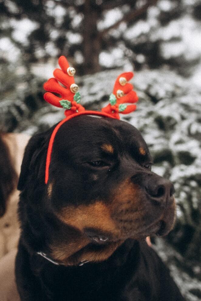 Why dogs love Christmas